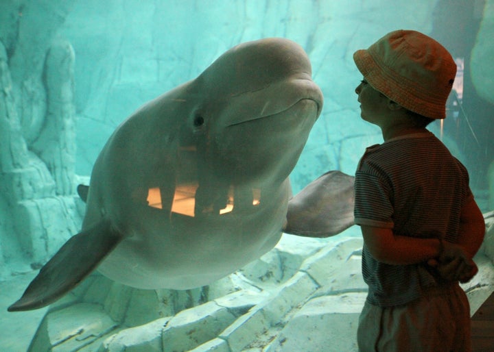 Yulka, a beluga whale, and a boy look at each other at the Oceanografic in Valencia, Spain, on Aug. 11, 2006. Yulka is the first beluga whale to be pregnant in captivity in Europe, according to the veterinarians of the Oceanografic.