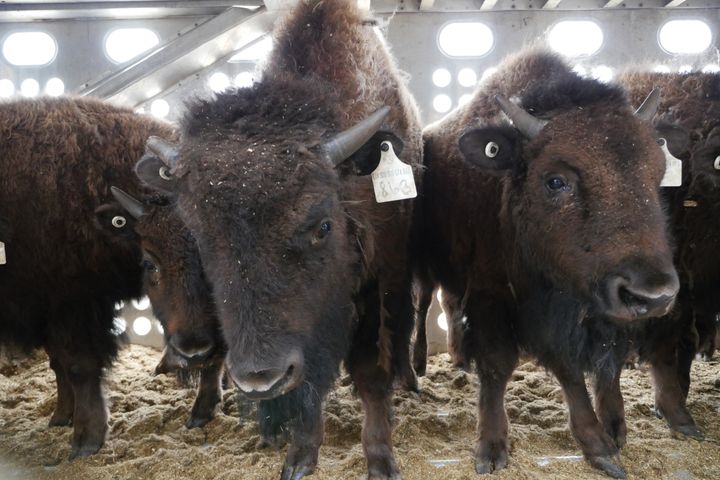 A herd of 88 bison are being returned to the Blackfeet Indian Reservation in Montana.