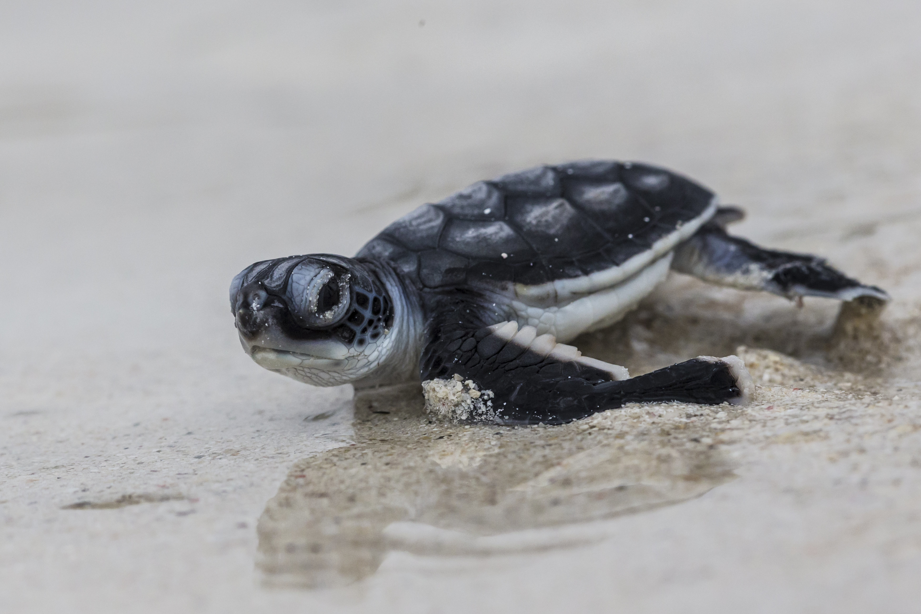 Meet The Endangered Species Act's Newest (And Cutest) Success Story (1 ...