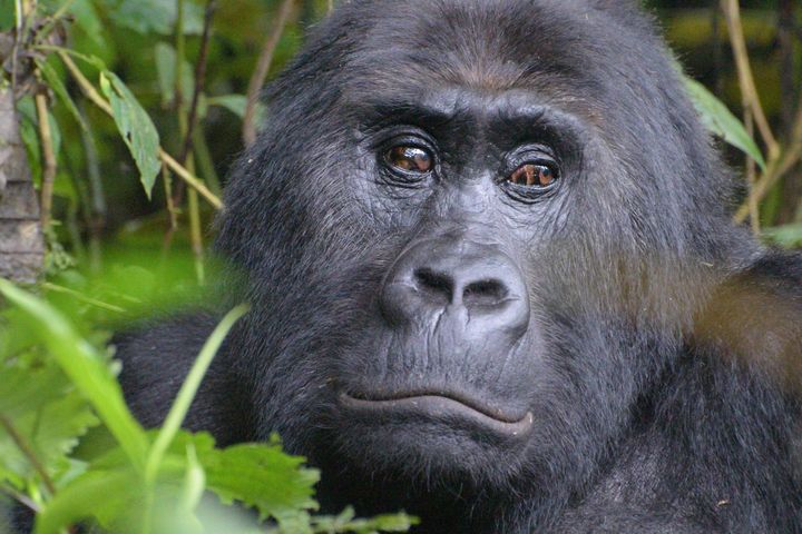 The Grauer's gorilla, also known as the eastern lowlands gorilla, lives solely in eastern DRC and can weigh up to 400 pounds. 