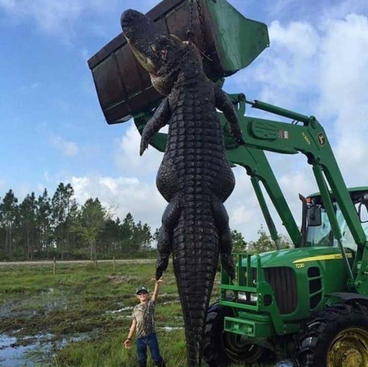 Lee Lightsey's son Mason stands next to the 300kg, 4.5m long alligator that was shot in Florida