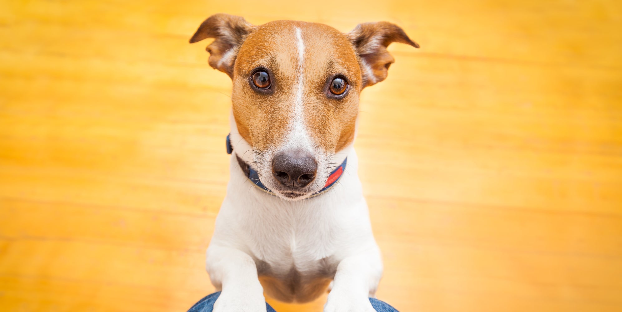 Dog Microchipping Where To Get Your Pet Microchipped For Free