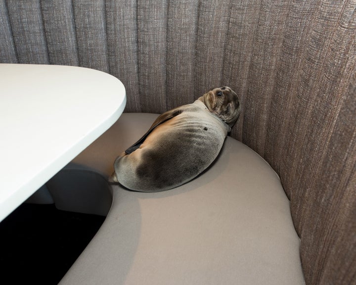 Marina, when she was first found at the Marine Room restaurant in La Jolla, California.