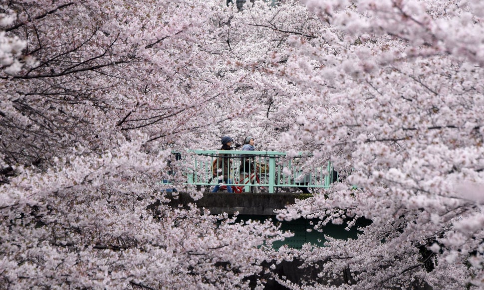 People stroll on an esplanade covered with cherry blossoms in Tokyo this past weekend.