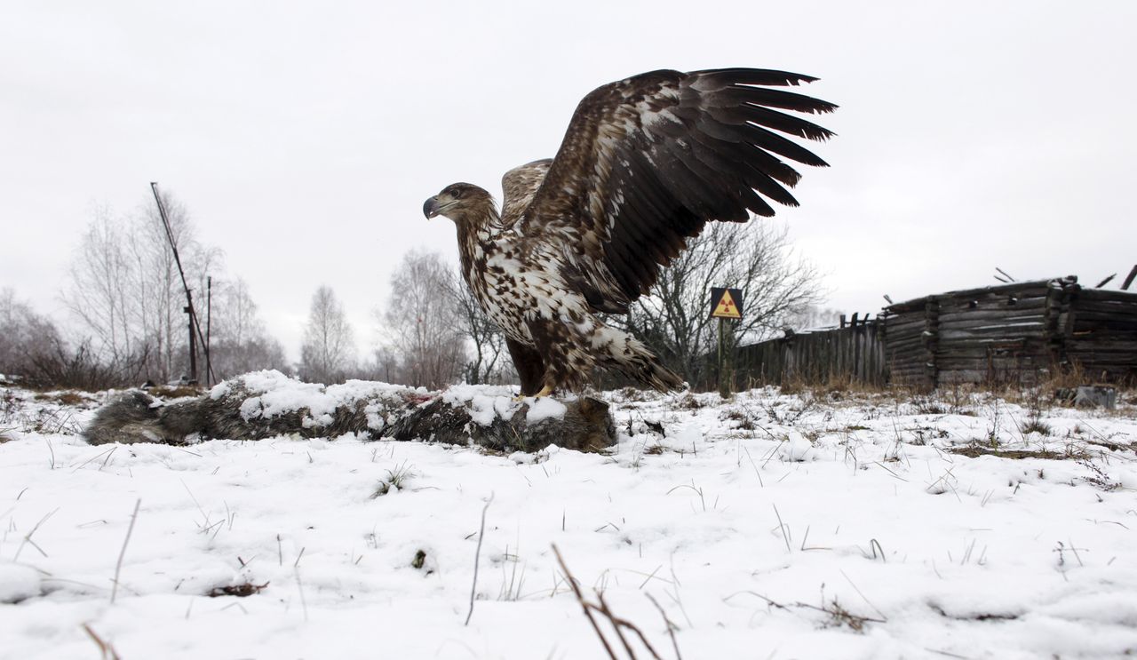 A white-tailed eagle lands on a wolf's carcass in the 30 km (19 miles) exclusion zone around the Chernobyl nuclear reactor, in the abandoned village of Dronki, Belarus, on Feb. 15, 2016.