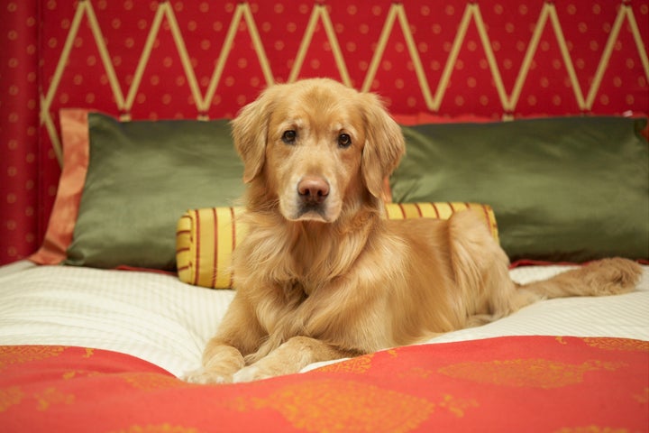 How To Protect Your Home Against Allergy Season Huffpost Life Fido Get Down From There