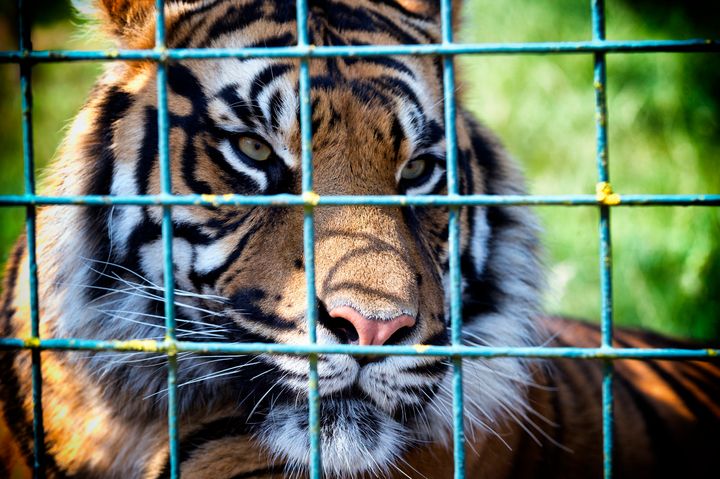 Two federal agencies promised this week to increase federal oversight of America's captive tiger population, estimated to number between 5,000 and 10,000. 