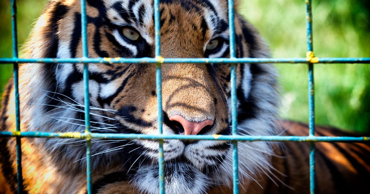 US government cracks down on letting zoo visitors play with lion and tiger  cubs, Zoos