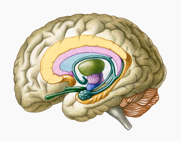 Limbic system