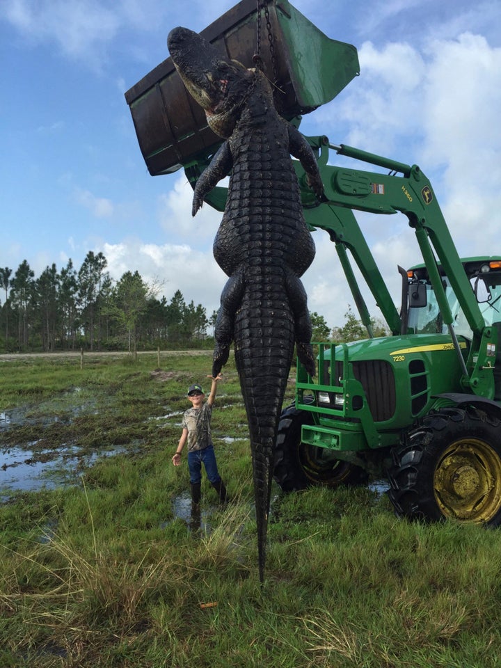 A 9-year-old boy stands near an estimated 800-pound alligator that was killed over the weekend near Okeechobee, Florida.