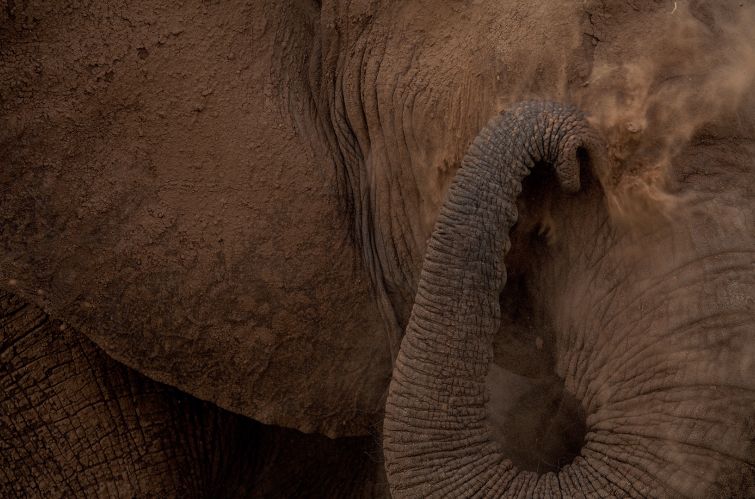 An elephant dusting itself.