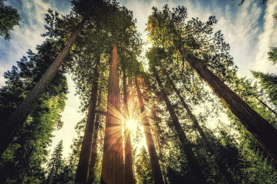 Gaze up at the world's tallest trees in Redwood National Park