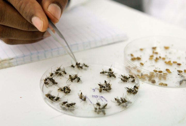 The experiment was conducted on fruit flies.