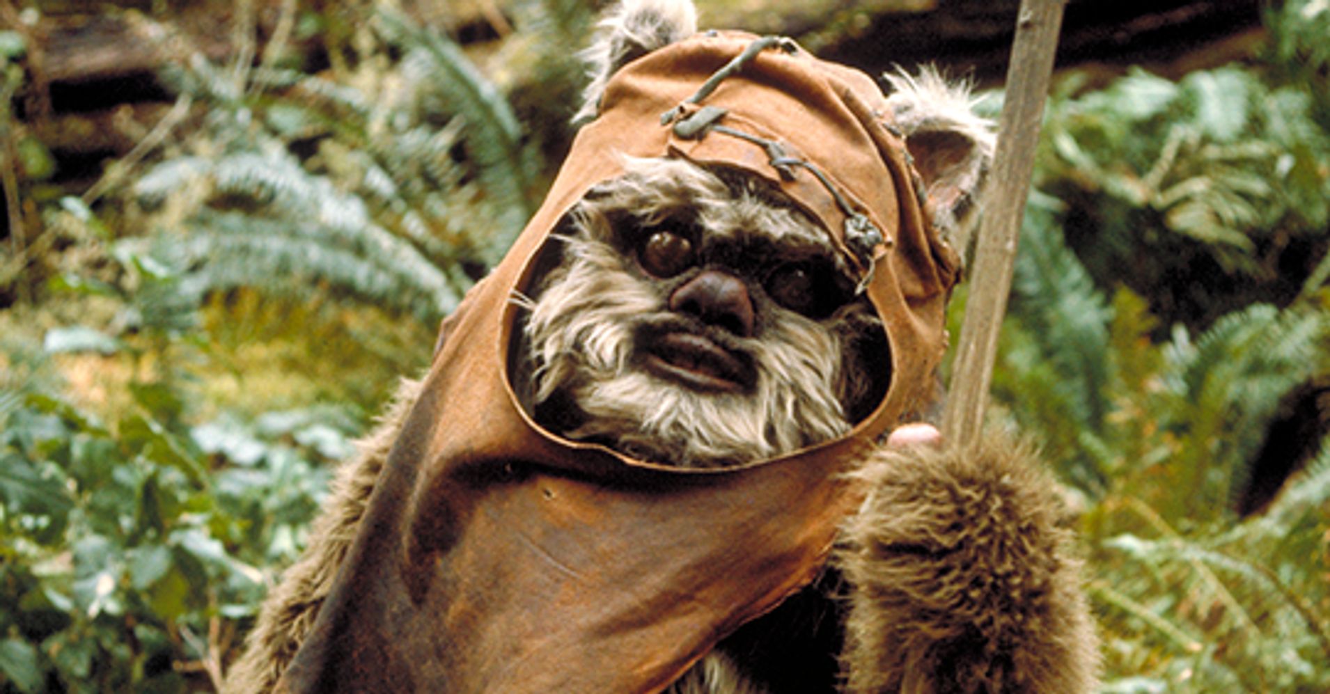 ewok bear