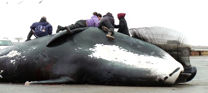 Children clamber on top of a bowhead whale.