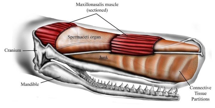 The forehead of a sperm whale contains two large oil-filled compartments that may play a role in these ocean creatures' ramming capabilities, the study finds.