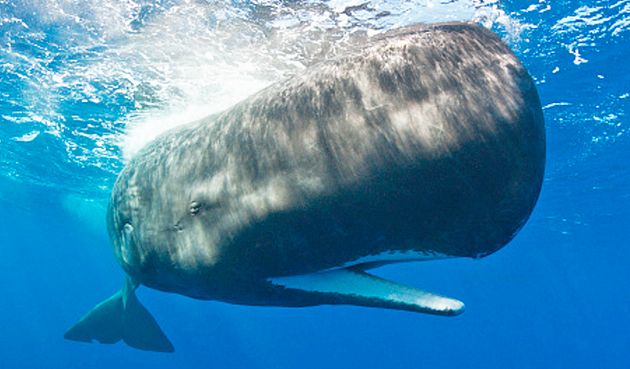 'Moby Dick' May Be More Than Just A Whale Of A Tale | HuffPost Australia