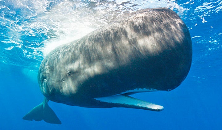 A new study suggests that the structure of a sperm whale's forehead evolved to function as a massive battering ram for when males compete for mates.