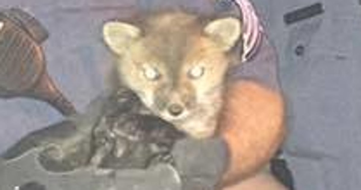 Hero Cops Crawl Through Drainage System To Rescue Fox Cub | HuffPost ...
