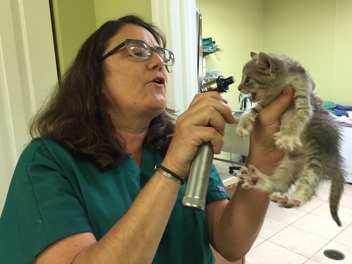 Ruby, the lone female kitten the sanitation workers discovered, undergoes a checkup.