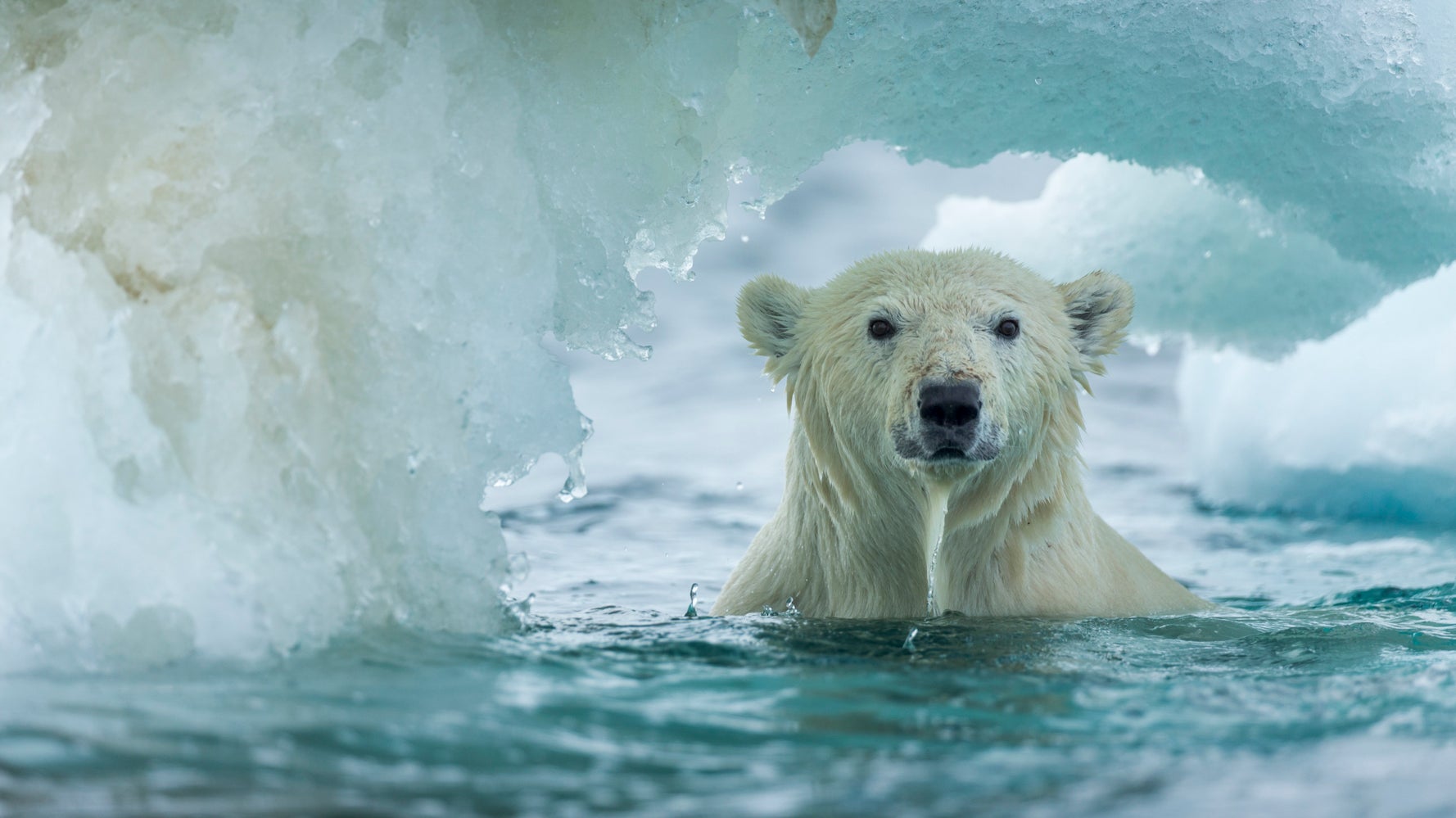 5 Marine Animals Threatened By Climate Change