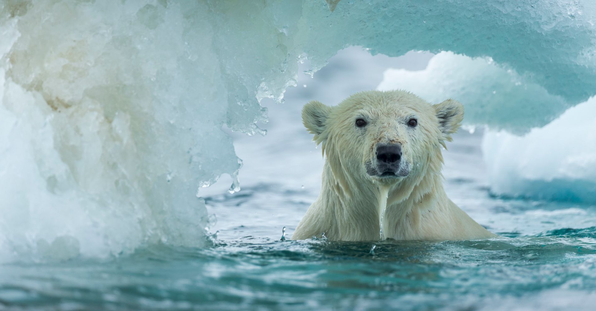 5 Marine Animals Threatened By Climate Change | HuffPost