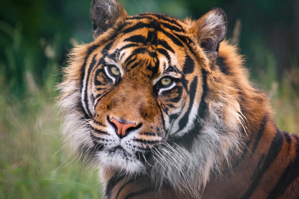 For The First Time In A Century, Wild Tiger Numbers Are On The Rise | HuffPost
