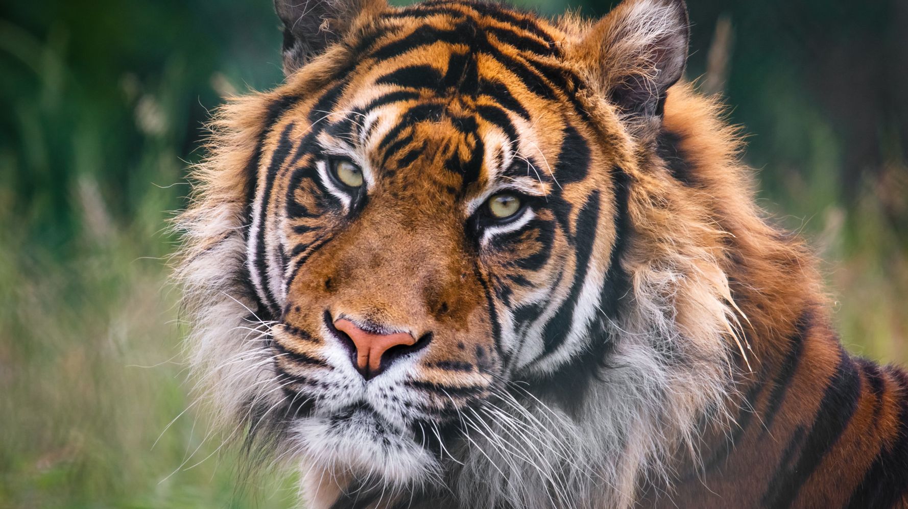 For The First Time In A Century, Wild Tiger Numbers Are On The Rise ...