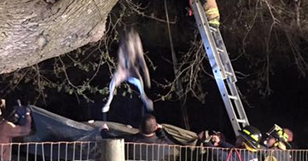 Fire Crews Get Creative To Rescue 120-Pound Dog Stuck In Tree ...