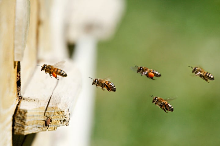 Honey bees, seen here, pollinate 75 percent of the fruits, nuts and vegetables grown in the U.S.