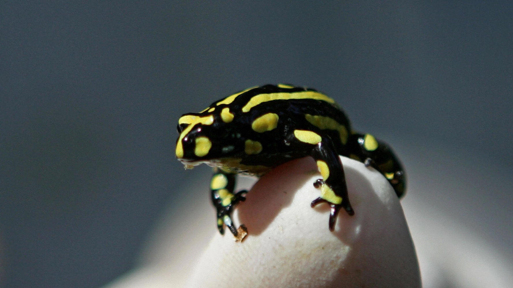 A Fungus Is Wiping Out Australia’s Unique Frogs | HuffPost