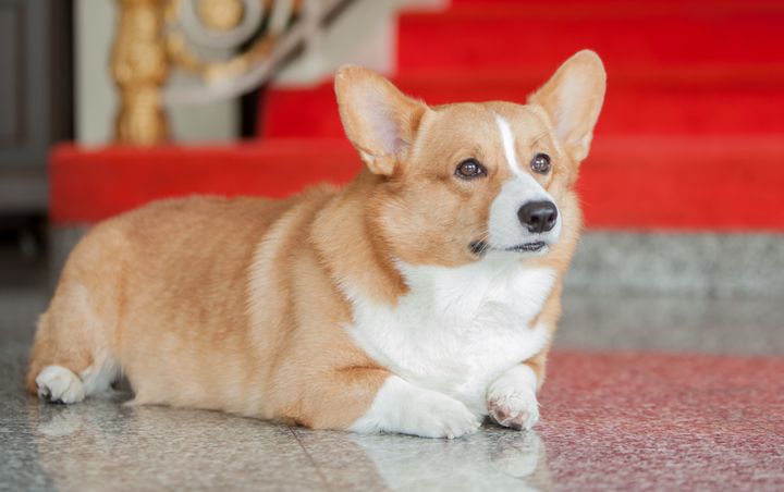 Corgis' intelligence and keen sense of smell would likely make them excellent search dogs, an American Kennel Club spokeswoman said. Actual police corgi not pictured.