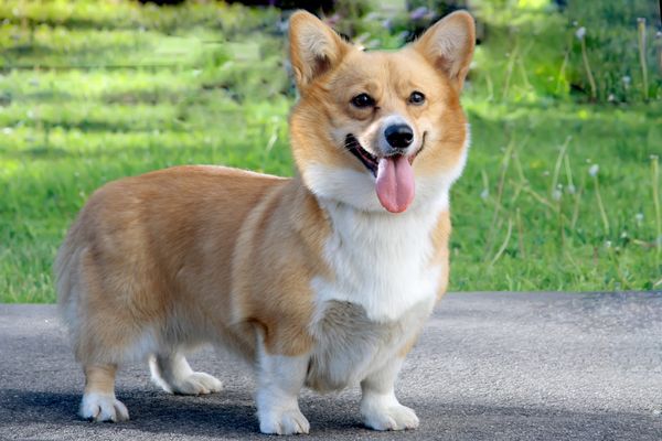 do corgis smell