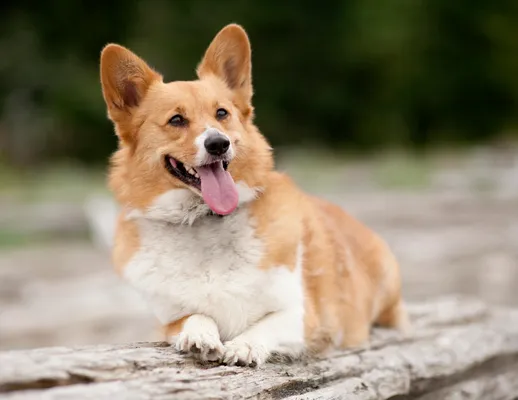 do corgis smell