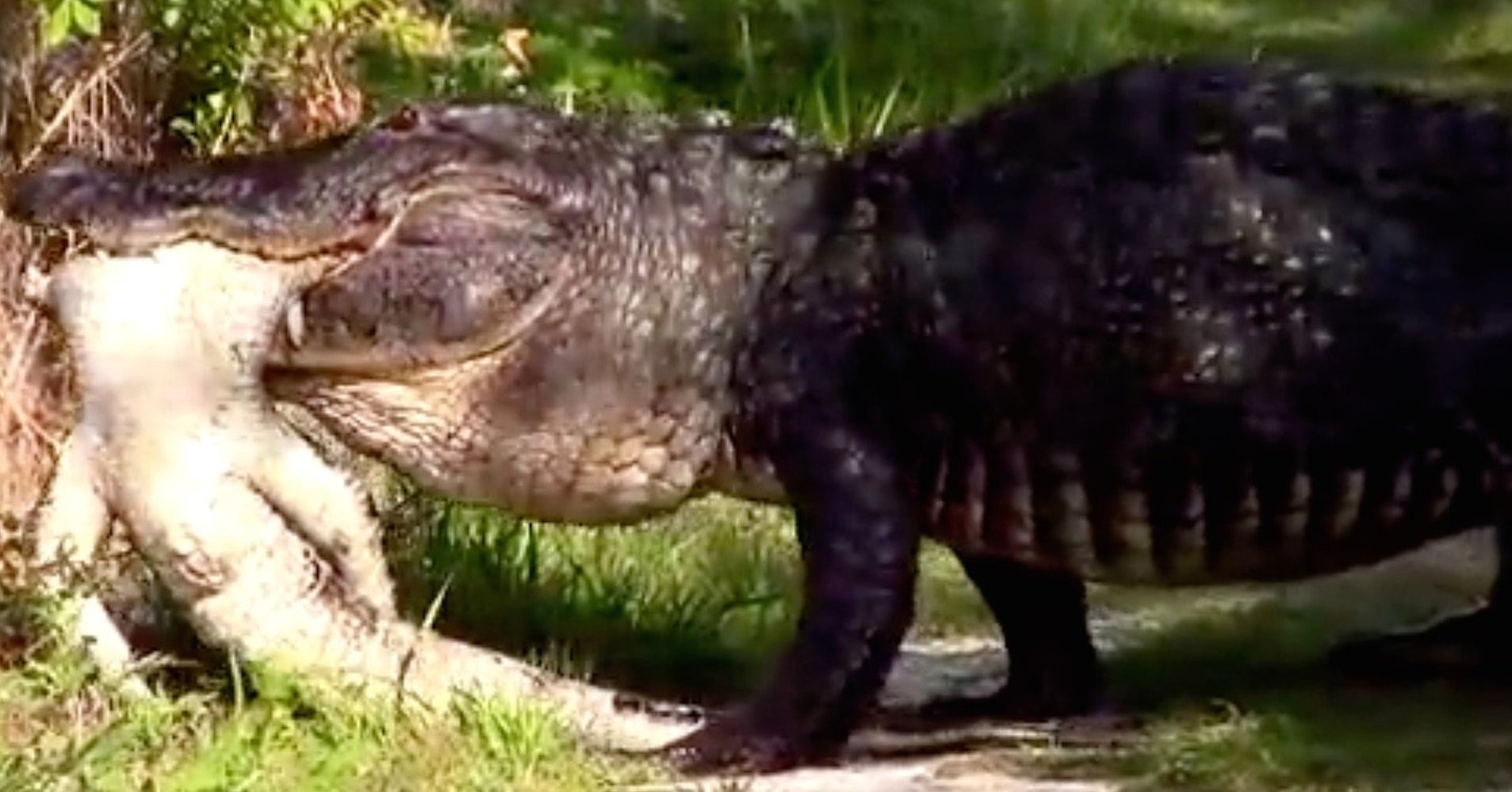 CAUGHT ON VIDEO: Monster Alligator Eats Another Alligator | HuffPost