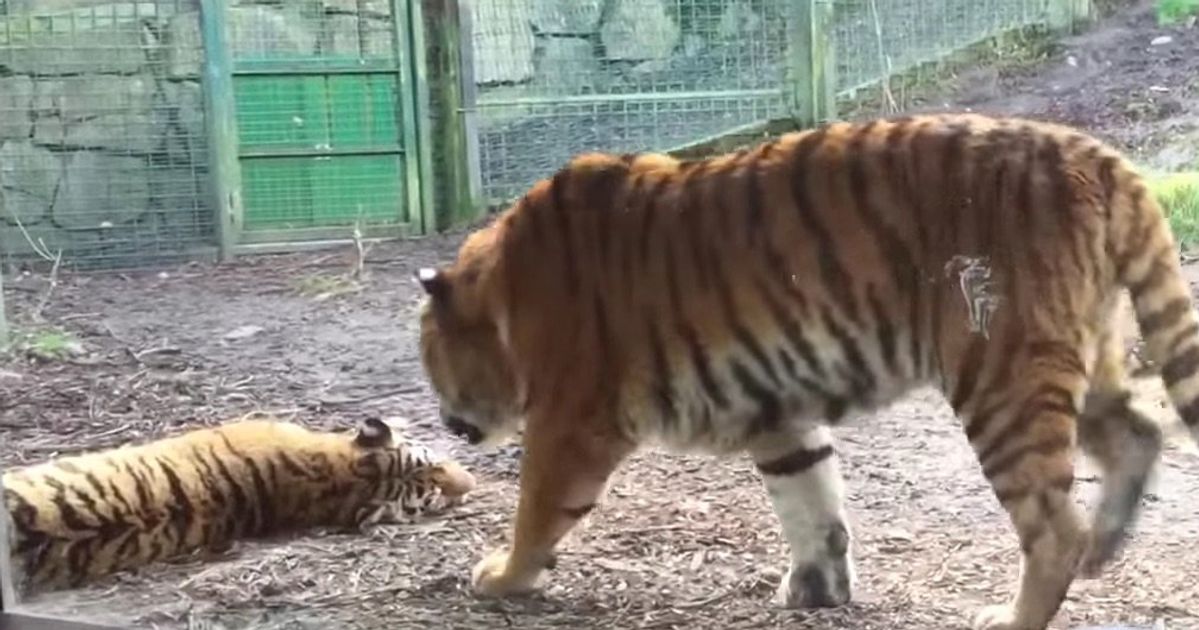 Incredible snaps of fighting tigers and a sleepy Arctic fox reveal nature's  power and beauty