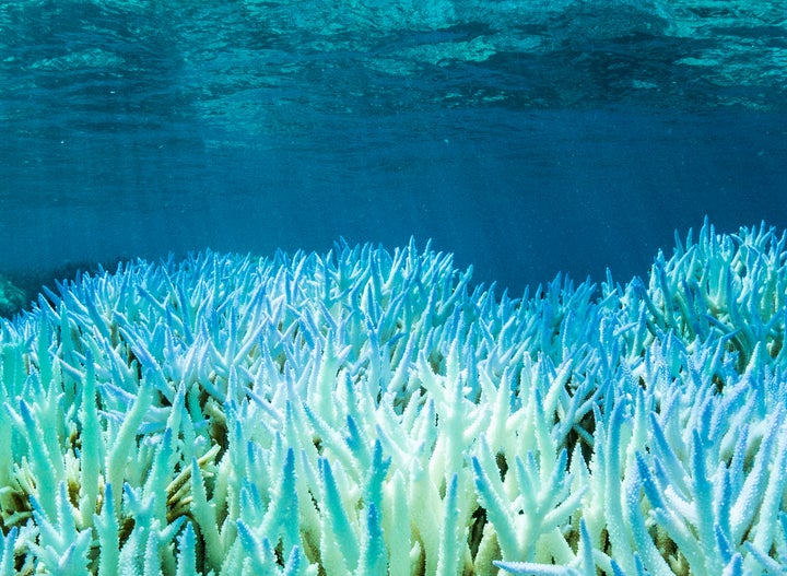 Coral bleaching, like the ongoing event at the Great Barrier Reef, could get much worse if climate change continues, researchers warn.