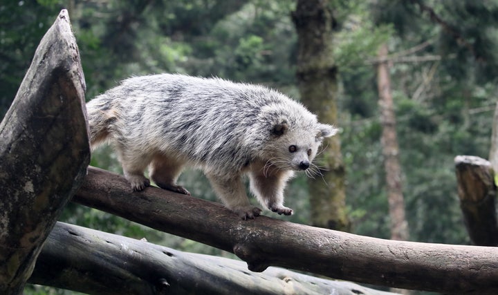 Scientists say they've solved why bearcats, or bintorongs, smell like hot popcorn. Apparently, it's a chemical in their urine.