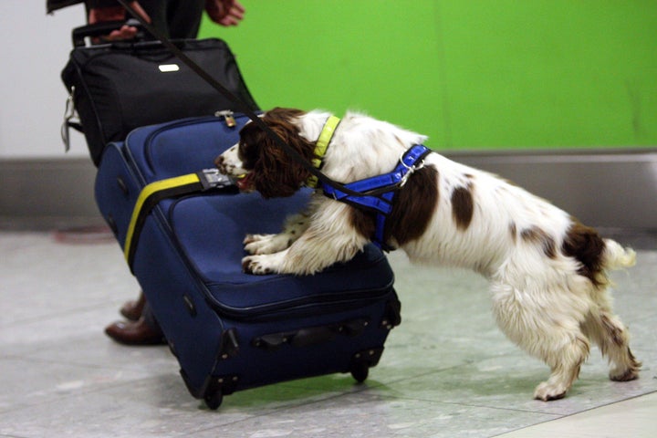 Roxy, a UK Border Agency dog at Heathrow Airport. The Heathrow Airport dogs are not the sausage-fixated pups described in this article. Those dogs are the team at Manchester Airport. 