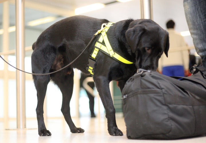 Airport Sniffer Dogs Are Detecting Sausages & Cheese Instead Of Class A Drugs | HuffPost UK News Airport Sniffer Dogs Are Detecting Sausages & Cheese Instead Of Class A Drugs | HuffPost UK News