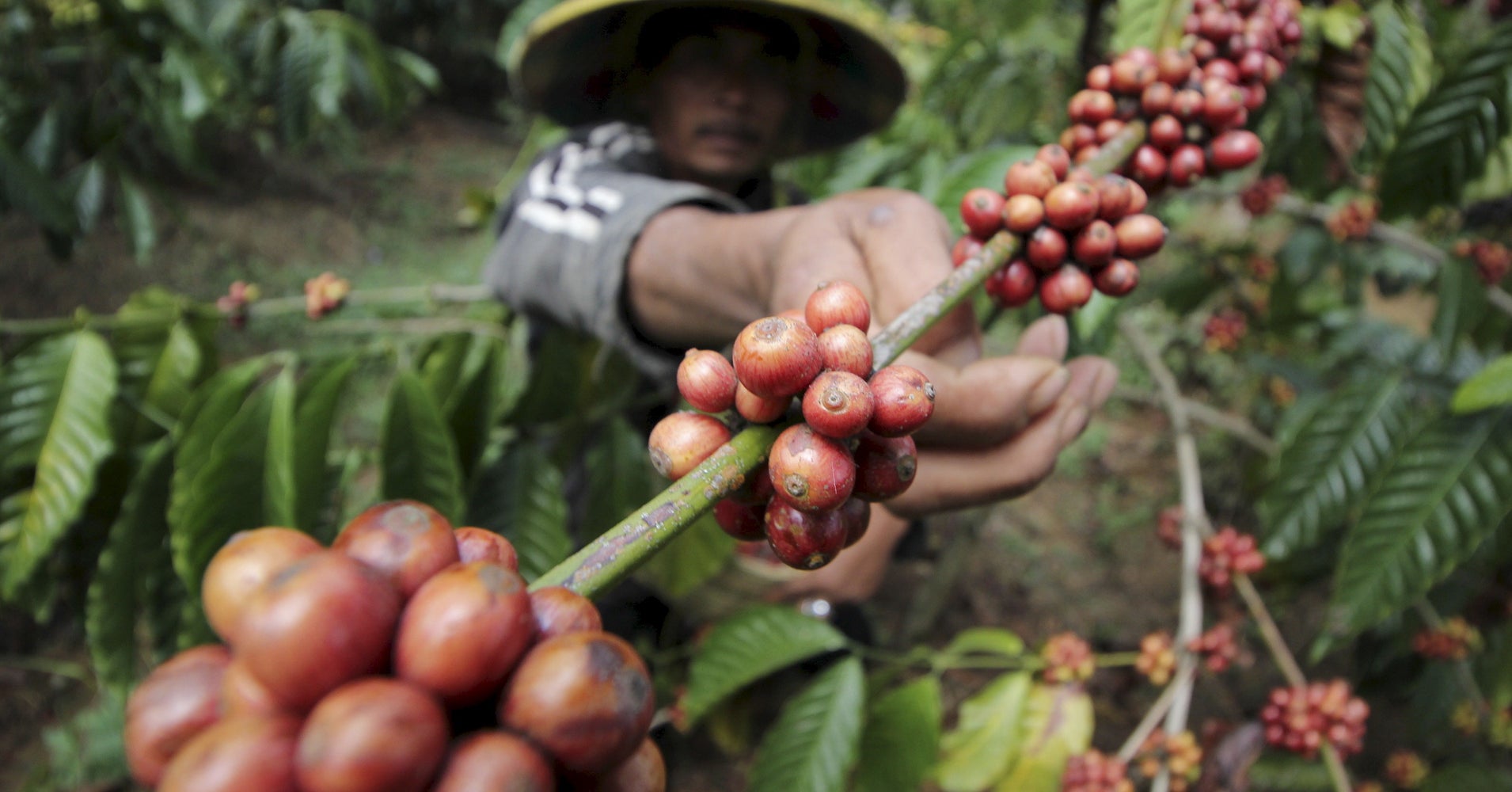 Our Coffee Addiction Could Destroy Earth’s Tropical Forests HuffPost