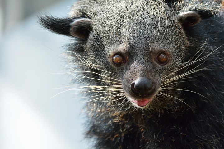Bearcats, also known as binturong, mark their territory with this appetizing urine.