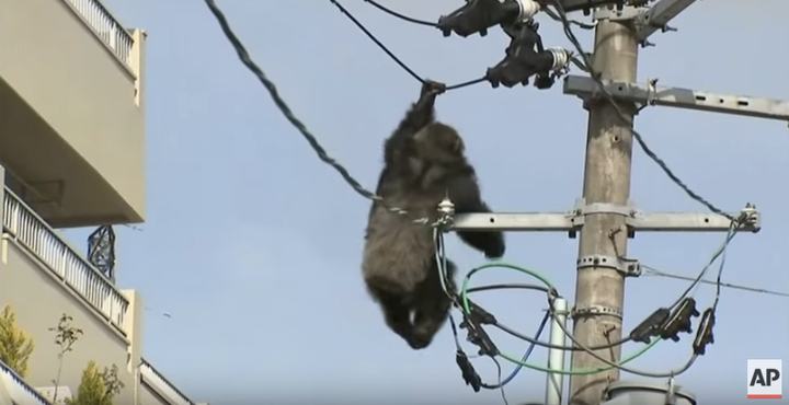 Chacha holding on to an electrical wire before he falls into a blanket held by workers on the scene.