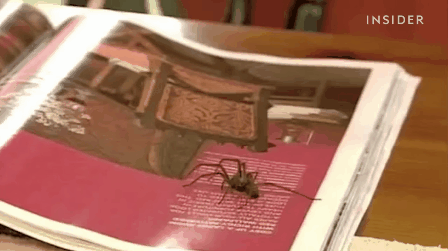 The Web Is Freaking Out Over This No-Kill Spider