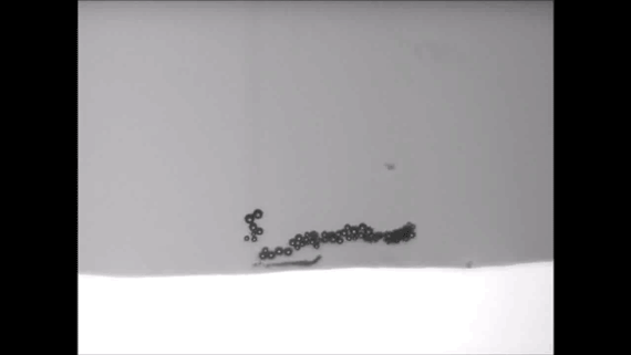 This video shows how external magnets control microbots' trajectories.
