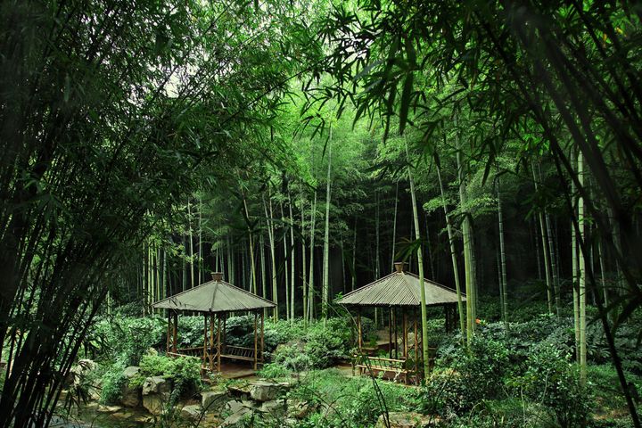 Escape to Anji Bamboo Forest of “Crouching Tiger, Hidden Dragon” fame or Longhua Temple in Shanghai.