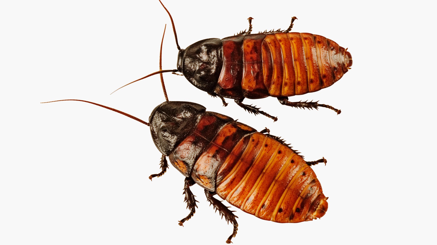 Cockroach Exploding Roach-Infested Apartment Explodes, Roaches Are Totally Fine With It ...