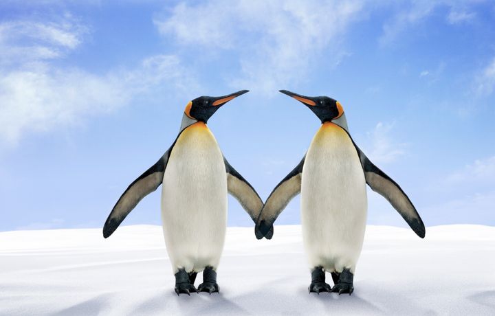 Actual same-sex penguin couple not pictured.
