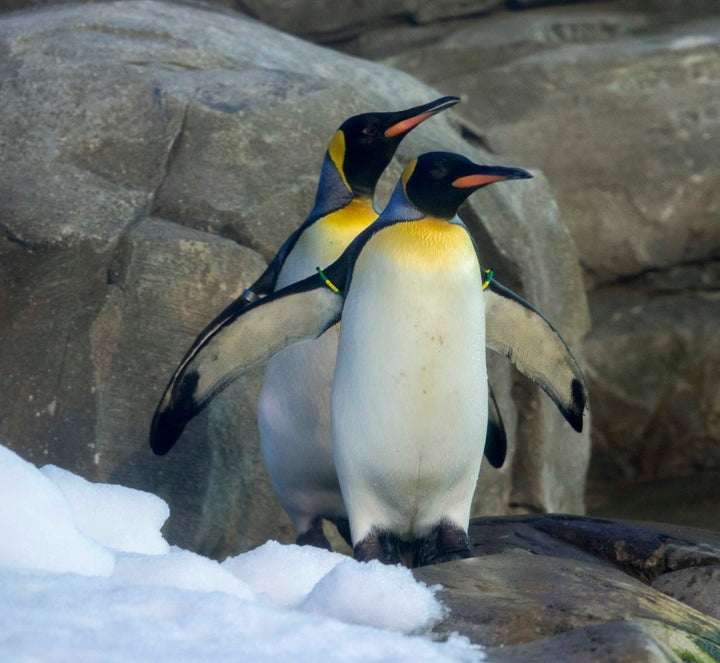 New penguins at the Berlin Zoo.