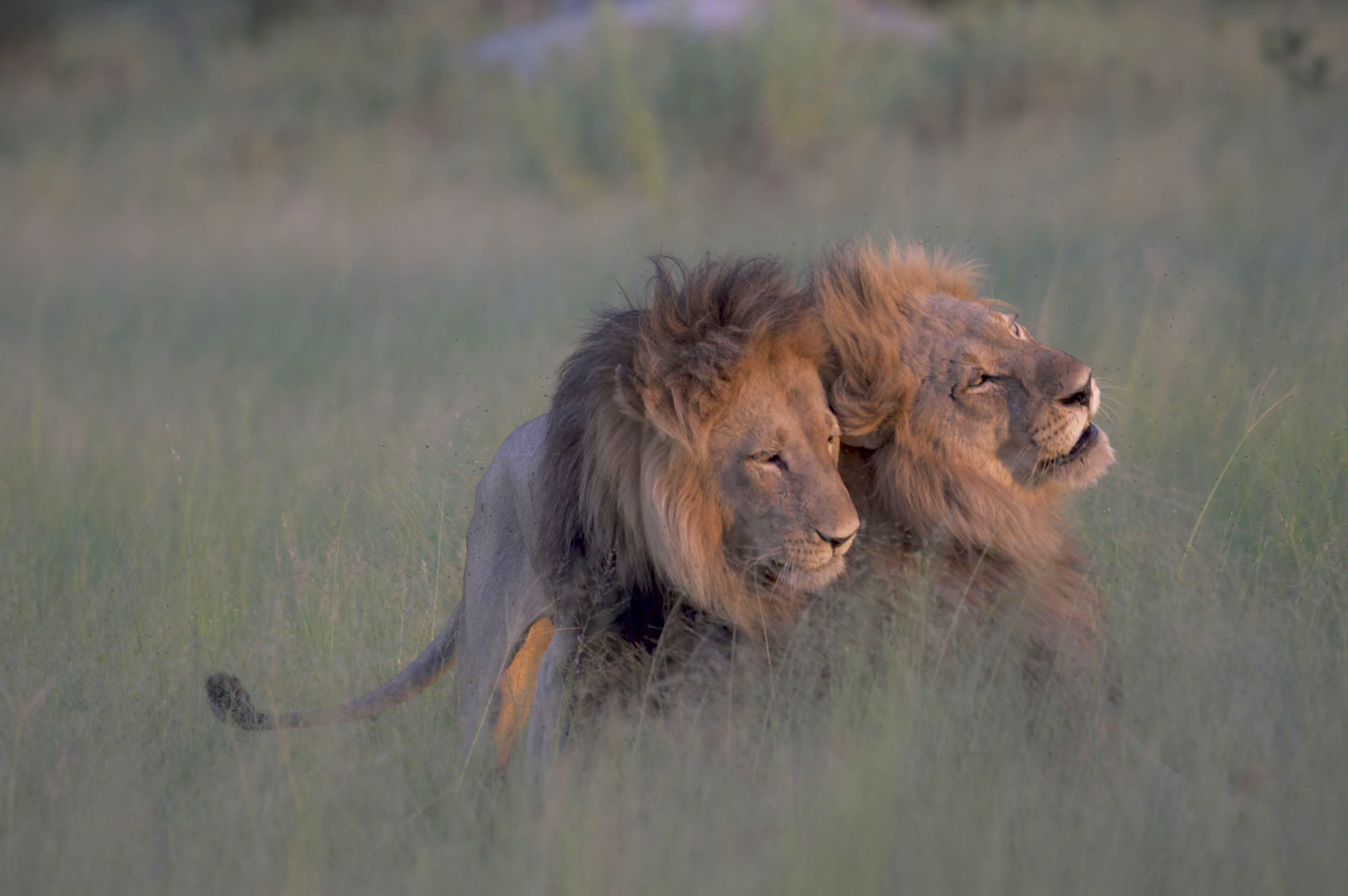 Photographer Captures Two Male Lions 'Mating' In Botswana | HuffPost